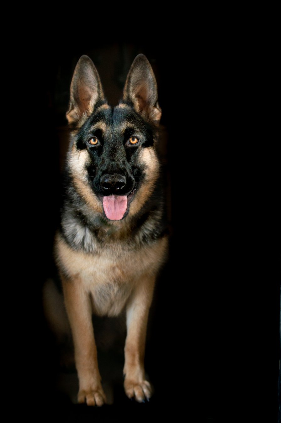 german shepherd dog portrait
