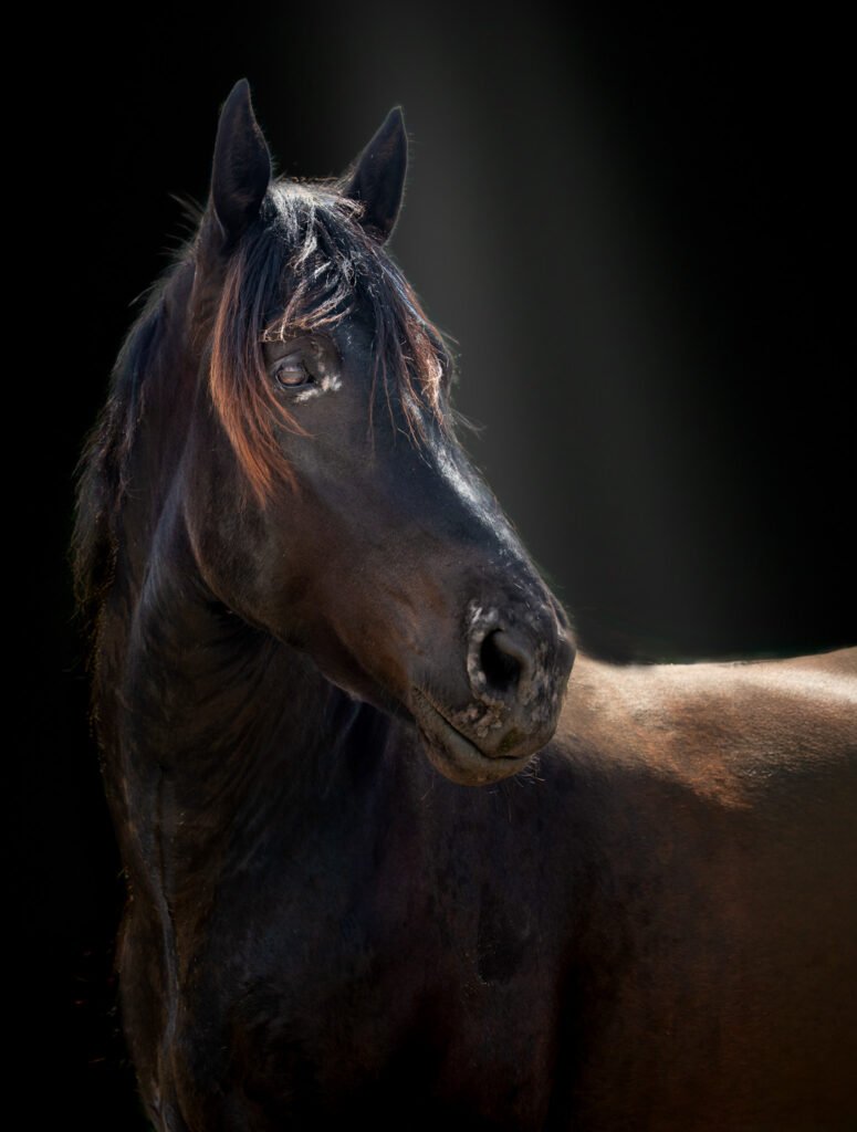 hearts landing ranch large black horse
